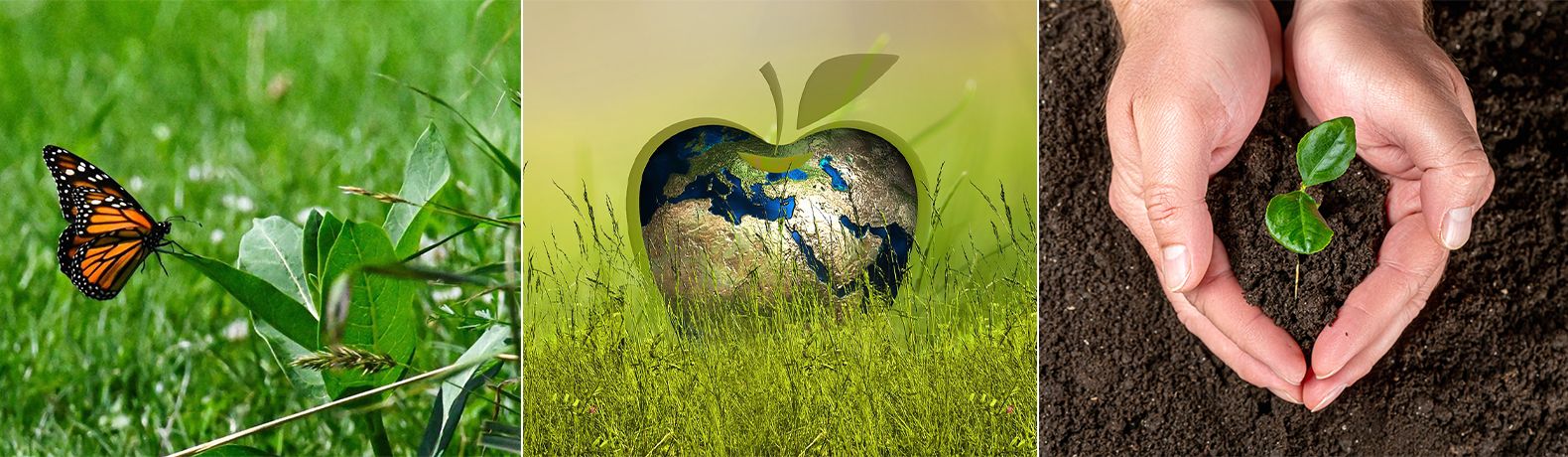 Ecology
